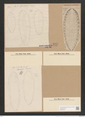 Surirella robusta Ehr. (de-Toni-Nr.: Genus 53, Species 2233) Zeichnungen Sammlung Grunow Nr. 4647 (NHMW-BOT-W0372707)